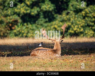 Damhirsch Buck sitzt mit einer Magpie auf dem Rücken Stockfoto