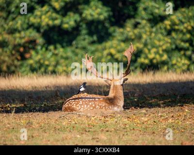 Damhirsch Buck sitzt mit einer Magpie auf dem Rücken Stockfoto