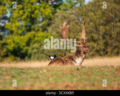 Damhirsch Buck sitzt mit einer Magpie auf dem Rücken Stockfoto