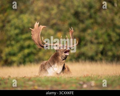 Damhirsch Buck Sitzt Auf Porträt Stockfoto