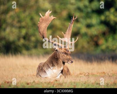 Damhirsch Buck Sitzt Auf Porträt Stockfoto