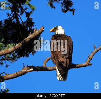 Ein Weißkopfseeadler in klassischem Profil ragt auf einem Ast vor dem leuchtend blauen Himmel über Madrona Beach auf Camano Island und zeigt seinen markanten weißen Glatzkopf. Stockfoto