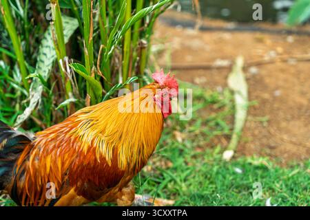 Nahaufnahme des Seitenprofils eines bunten Hahns mit leuchtendem orange-rotem Gefieder in der Nähe grüner tropischer Pflanzen Stockfoto