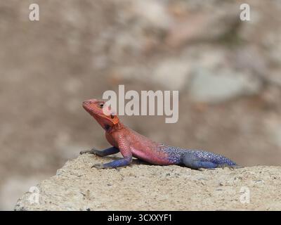 Eine detaillierte Nahaufnahme einer auffälligen roten und blauen Eidechse, die auf einer warmen Sandsteinoberfläche in ihrem natürlichen Lebensraum ruht Stockfoto