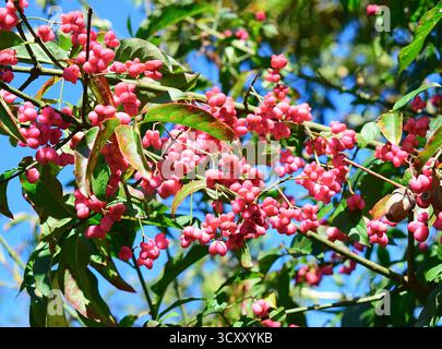 Europäischer Spindelbaum, Euonymus Europaeus, Spindelbeere. Spindeln, Giftige Beeren. Rosa. Antike Wälder. Spinnspindeln Aus Wolle. Don Minnaar Stockfoto