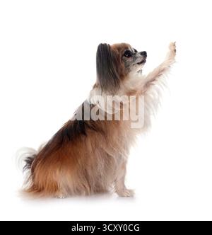 Papillon Hund vor weißem Hintergrund Stockfoto