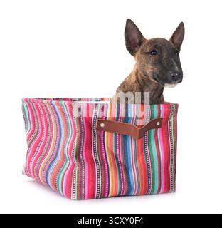 Miniatur Bull Terrier vor weißem Hintergrund Stockfoto