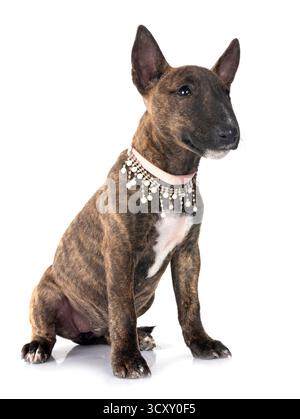 Miniatur Bull Terrier vor weißem Hintergrund Stockfoto