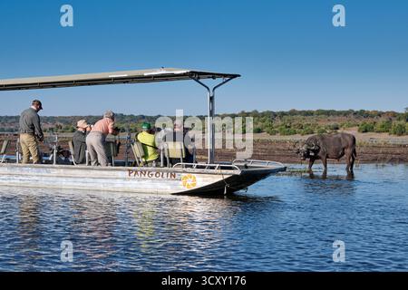 Touristenboot, das afrikanische Büffel (Syncerus Caffer) beim Füttern am Chobe River, Chobe National Park, Botswana Afrika beobachtet Stockfoto