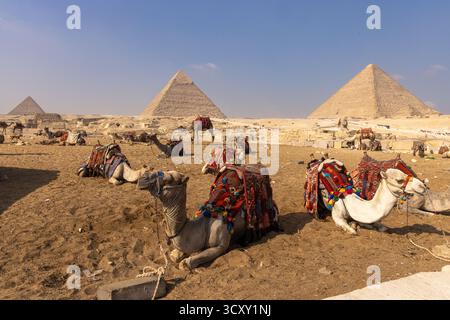 Touristenkamele ruhen vor den Pyramiden von Gizeh, Ägypten Stockfoto