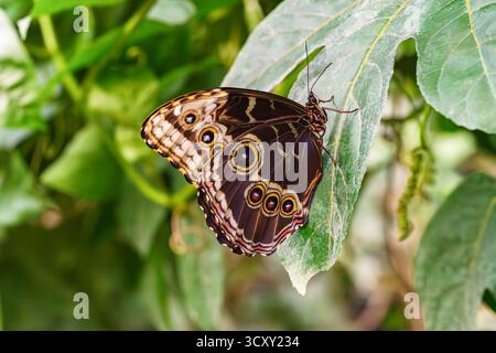 Morpho peleides, Peleides blauer Morpho, gemeiner Morpho oder der Kaiser Schmetterling, Familie Nymphalidae sitzt auf grünem Blatt im Garten Hintergrund. Butterfl Stockfoto