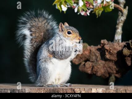 Graues Eichhörnchen isst Nuss auf einem Baumstumpf mit einem blühenden Kirschzweig im Hintergrund, Großbritannien. Stockfoto