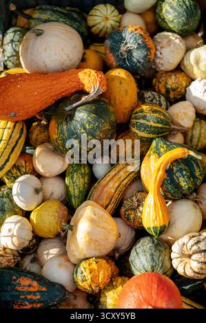 Eine bunte Auswahl verschiedener Kürbisse und Kürbisse in verschiedenen Formen und Größen. Stockfoto