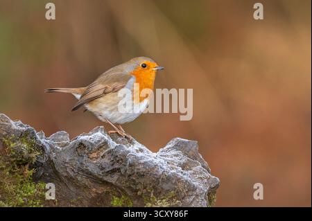 Ein eurasischer Robin (Erithacus rubecula) stand auf einem verschneiten Felsen bei Scottish Wildlife Hides in Kirkcudbright, Schottland. Stockfoto
