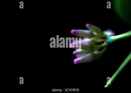 Ein detailliertes Makrofoto von Rangoon Creeper (quisqualis indica) Blumen, die ihre lebendigen Farben und natürliche botanische Schönheit zeigen. Stockfoto