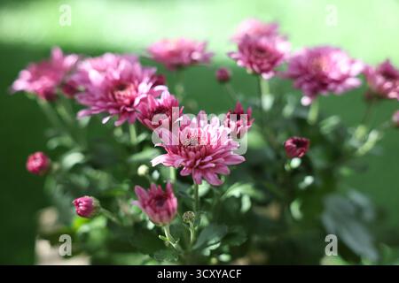 Schöne rosa Chrysanthemen Blumen vor verschwommenem grünem Hintergrund, Nahaufnahme Stockfoto
