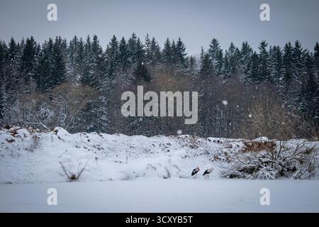 Ein Winterwald und ein gefrorener See, der mit Eis bedeckt ist. Zwei Störche stehen unter dem Schnee. Stockfoto