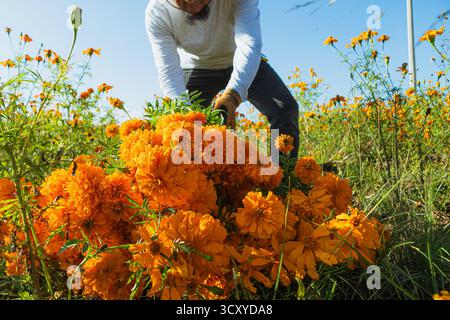Landarbeiter ernten während der Erntezeit in Mexiko einen großen Haufen orangener Ringelblumen cempasúchil auf einem Feld unter der Sonne. Stockfoto