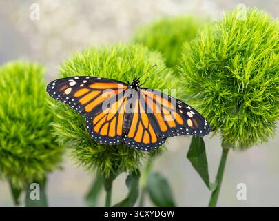 Makro eines Monarchschmetterlings (danaus plexippus), der auf einem grünen Trick dianthus ruht. Stockfoto