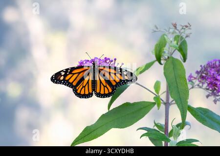 Makro eines Monarchschmetterlings (danaus plexippus), der sich an einem Schmetterlingsstrauch / Buddleia davidii-Blume ernährt. Stockfoto