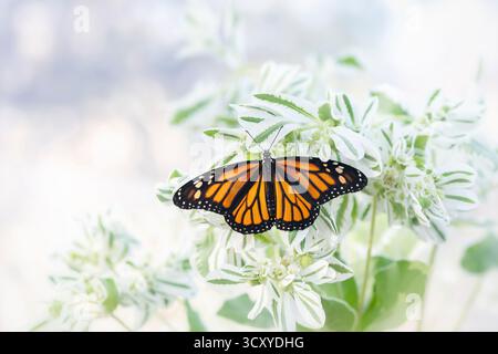 Makro eines Monarchschmetterlings (danaus plexippus) auf euphorbia marginata (Schnee auf dem Berg) Stockfoto