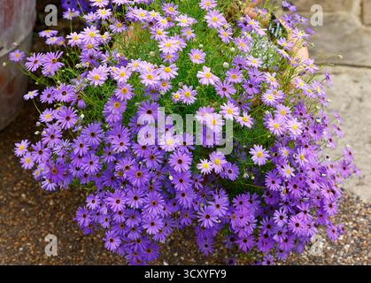 Nahaufnahme der blauen Blüten der sommerblühenden jährlichen Gartenpflanze Brachyscome iberidifolia brachy Blue. Stockfoto