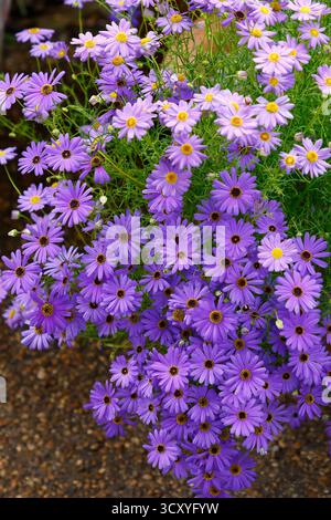 Nahaufnahme der blauen Blüten der sommerblühenden jährlichen Gartenpflanze Brachyscome iberidifolia brachy Blue. Stockfoto