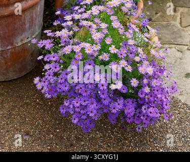 Nahaufnahme der blauen Blüten der sommerblühenden jährlichen Gartenpflanze Brachyscome iberidifolia brachy Blue. Stockfoto