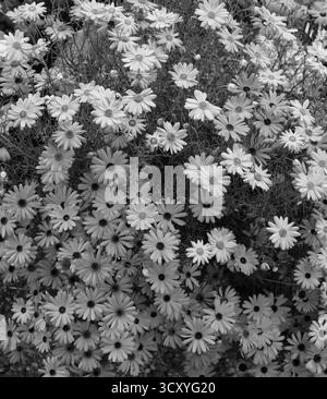 Nahaufnahme Schwarz-weiß-Bild der Blumen der sommerblühenden jährlichen Gartenpflanze Brachyscome iberidifolia brachy Blue. Stockfoto