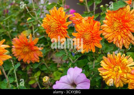 Eine Gruppe leuchtender orangefarbener Chrysanthemen in voller Blüte bildet einen schönen Kontrast zu einer zarten Lavendelpetunie darunter. Das satte grüne Laub und warm Stockfoto