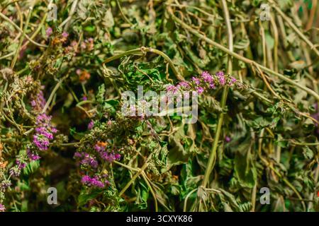 Nahaufnahme getrockneter Kräuter mit kleinen lila Blüten und grünem Laub, das von Sonnenlicht beleuchtet wird und ihre natürliche Textur und Farbe für botan zeigt Stockfoto