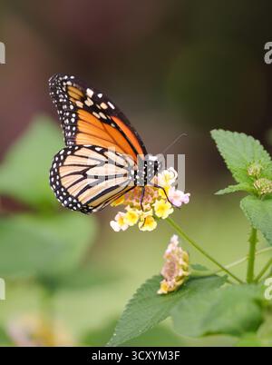 Monarch Butterfly ruht auf Wildblumen Stockfoto