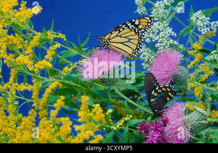 Zwei Tigerschwalbenschwanzfalter, Papillo glaucus, auf Wildblumen, Missouri, USA Stockfoto