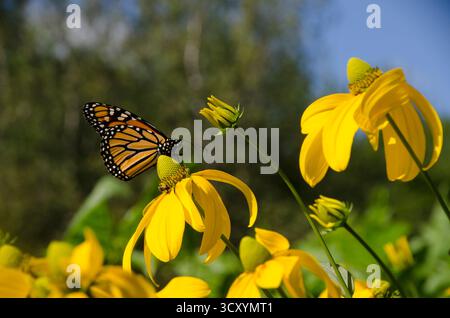 Monarchschmetterling, Danaus plexippus, auf einem gelben Koneflor, Gemeindegarten, Yarmouth Maine, USA Stockfoto
