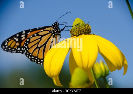 Monarchschmetterling, Danaus plexippus, thront auf einem gelben Coneflower, im Gemeindegarten, Yarmouth Maine, USA Stockfoto