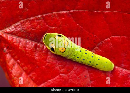 Lustig aussehende Raupe (4. Stufe) des GewürzbuschSchmetterlings Papilio troilus, mit vielen Funktionen, die bedrohlicher und weniger schmackhaft aussehen, USA Stockfoto