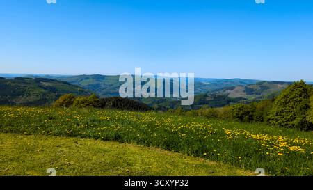 Gelber Löwenzahn blüht auf einer grünen Wiese mit Blick auf die Berge unter klarem blauem Himmel. Stockfoto