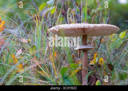 Pilz. Großer Sonnenschirmpilz (Macrolepiota procera) in Waldunterholz, umgeben von Herbstgras und Blättern, Makro. Stockfoto