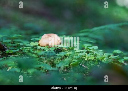 Pilze wachsen zwischen Klee und gefallenen Blättern im Wald. Makrofotografie, Fokusstapelung Stockfoto