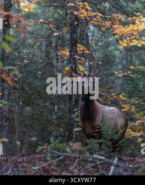 Männliche Elche im Clam Lake-Gebiet im Norden von Wisconsin. Stockfoto