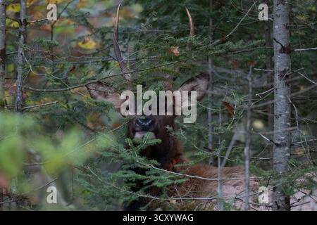 Männliche Elche im Clam Lake-Gebiet im Norden von Wisconsin. Stockfoto
