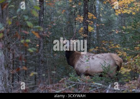 Männliche Elche im Clam Lake-Gebiet im Norden von Wisconsin. Stockfoto