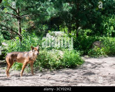 Ein einzigartiges Foto eines Wolfs in seinem natürlichen Lebensraum Stockfoto
