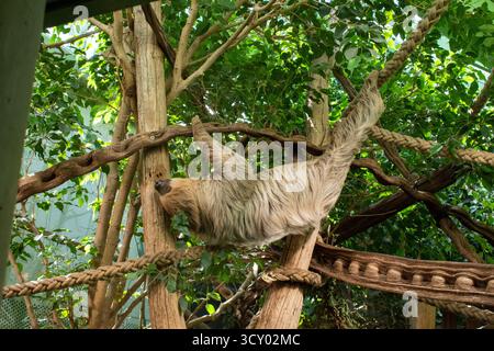 Faultier hängt an einem Baum. berliner Zoo Stockfoto
