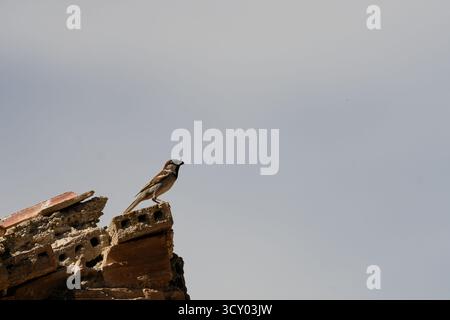 Ein männlicher spanischer Spatzen (Passer hispaniolensis) sitzt auf einem zerklüfteten Felsen und singt vor einem klaren blauen Himmel. Stockfoto