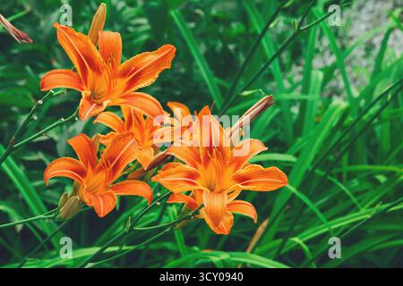 Wunderschöner orangener Lilienblumenhintergrund Stockfoto