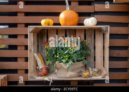 Herbsternteausstellung mit vergossenen Chrysanthemen in einem Sackbeutel und verschiedenen Kürbissen und getrockneten Mais in einer Holzkiste Stockfoto