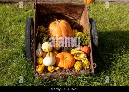 Draufsicht auf die Herbsternteanzeige mit Kürbissen, verschiedenen Kürbissen und Heidekraut in einem alten rostigen Metallwagen Stockfoto