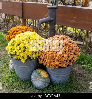 Herbstausstellung mit gelben und orangefarbenen Chrysanthemen in Metalleimern, blauem Hubbard-Kürbis und Vintage-Wasserpumpe Stockfoto