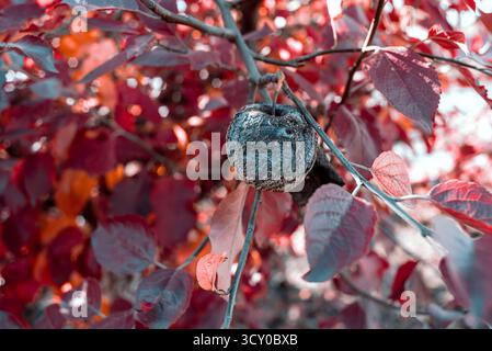 Verrotteter Apfel auf dem Baum in aerochromen Tönen Stockfoto